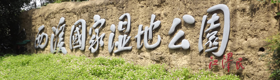 西溪湿地